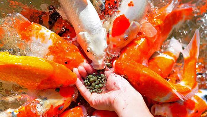 Panduan Memilih Makanan Ikan Koi yang Berkualitas untuk Pertumbuhan